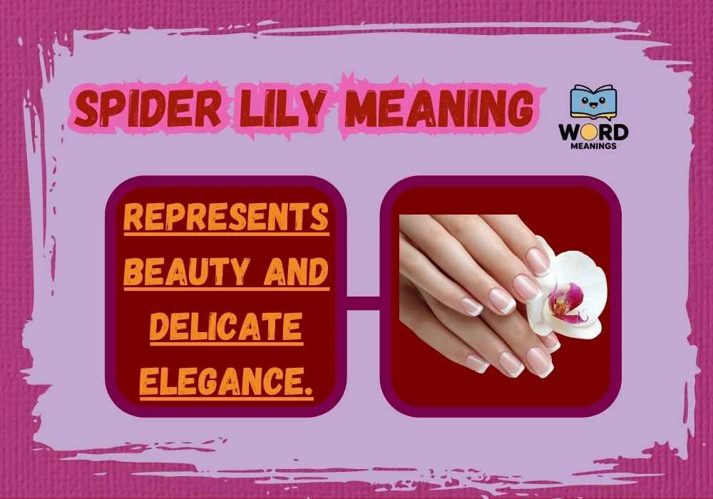 Spider Lily Meaning
