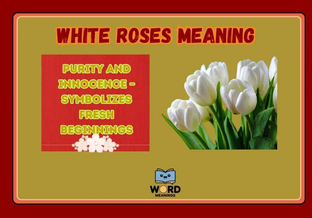 White Roses Meaning
